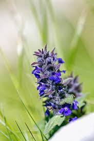 Attēlu rezultāti vaicājumam “Ajuga genevensis flower”