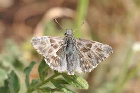 Attēlu rezultāti vaicājumam “Carcharodus floccifera upperside”