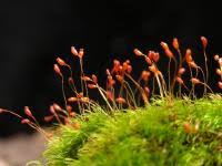 Attēlu rezultāti vaicājumam “Dicranella varia”