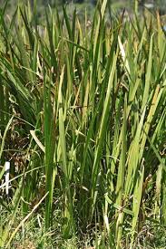 Image result for Acorus calamus