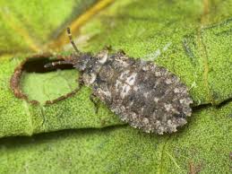 Attēlu rezultāti vaicājumam “Aradus betulae”