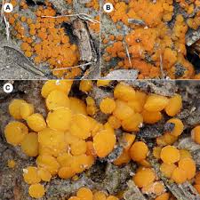 Attēlu rezultāti vaicājumam “Vouauxiomyces santessonii”