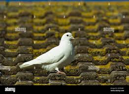 Attēlu rezultāti vaicājumam “Columba livia f. domestica adult”
