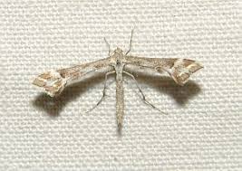 Attēlu rezultāti vaicājumam “Platyptilia sp.”