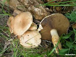 Attēlu rezultāti vaicājumam “Pholiota squarrosa”