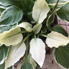 Image result for Hosta White Feather