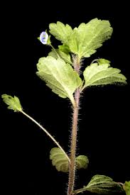 Attēlu rezultāti vaicājumam “Veronica agrestis leaf”