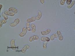 Attēlu rezultāti vaicājumam “Calocera glossoides”