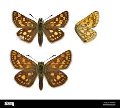 Attēlu rezultāti vaicājumam “Carterocephalus palaemon”