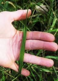 Attēlu rezultāti vaicājumam “Leersia oryzoides”