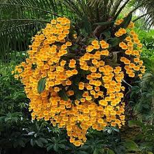 Attēlu rezultāti vaicājumam “Didymium aggregatum”