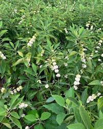 Attēlu rezultāti vaicājumam “Erica tetralix fruit”