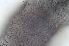 Attēlu rezultāti vaicājumam “Stemonaria irregularis stalked”