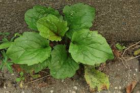 Attēlu rezultāti vaicājumam “Erigeron annuus”