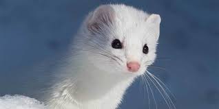 Attēlu rezultāti vaicājumam “Mustela erminea adult”