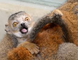 lemur ile ilgili görsel sonucu