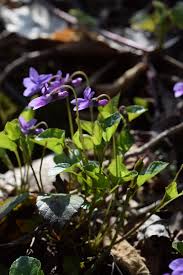 Attēlu rezultāti vaicājumam “Viola reichenbachiana”