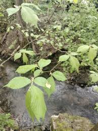 Attēlu rezultāti vaicājumam “Ulmus minor f. suberosa”