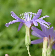 Attēlu rezultāti vaicājumam “Lactuca tatarica bud”