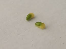 Attēlu rezultāti vaicājumam “Caltha palustris fruit”