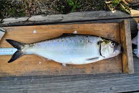 Image result for Alosa sapidissima