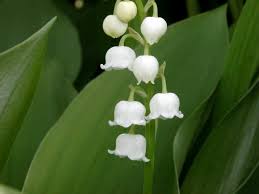 Attēlu rezultāti vaicājumam “Convallaria majalis flower”