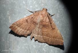 Attēlu rezultāti vaicājumam “Herminia tarsicrinalis”