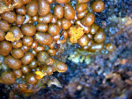 Attēlu rezultāti vaicājumam “Comatricha fragilis stalked”