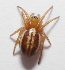 Attēlu rezultāti vaicājumam “Araneidae”