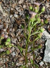 Attēlu rezultāti vaicājumam “Erigeron acris”