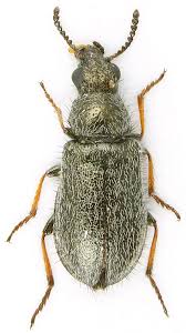 Attēlu rezultāti vaicājumam “Dasytes sp.”