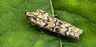 Attēlu rezultāti vaicājumam “Dioryctria abietella”