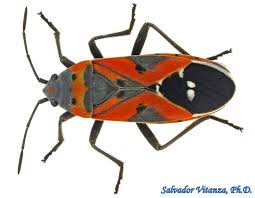 Attēlu rezultāti vaicājumam “Lygaeidae”