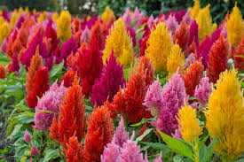 Attēlu rezultāti vaicājumam “Amaranthaceae”