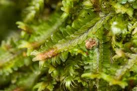 Attēlu rezultāti vaicājumam “Leiocolea heterocolpos”