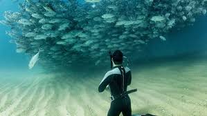 Image result for Tornado Divers