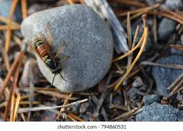 Attēlu rezultāti vaicājumam “Vespula rufa”