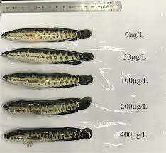 Image result for Channa argus