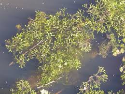 Attēlu rezultāti vaicājumam “Riccia canaliculata”