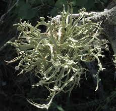 Attēlu rezultāti vaicājumam “Ramalina pollinaria”