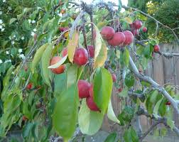 Attēlu rezultāti vaicājumam “Malus prunifolia fruit”