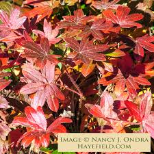Attēlu rezultāti vaicājumam “Geranium sanguineum”