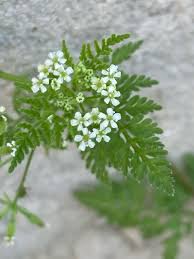 Attēlu rezultāti vaicājumam “Anthriscus”