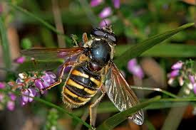 Attēlu rezultāti vaicājumam “Sericomyia silentis”