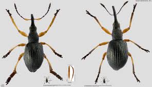 Attēlu rezultāti vaicājumam “Protapion sp.”