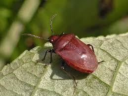 Attēlu rezultāti vaicājumam “Zicrona caerulea”