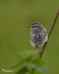 Attēlu rezultāti vaicājumam “Saxicola rubetra juvenile”