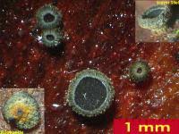 Attēlu rezultāti vaicājumam “Hyphodiscus hymeniophilus”