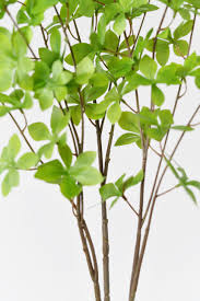 Attēlu rezultāti vaicājumam “Enkianthus chinensis leaf”