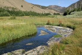 Attēlu rezultāti vaicājumam “Batrachium circinatum flower”